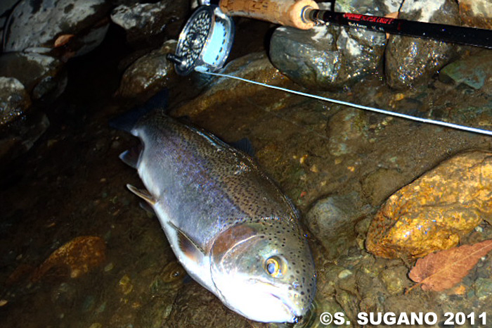 Seiji Sugano Rainbow Trout