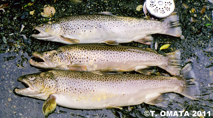 Takayuki Omata Brown Trout