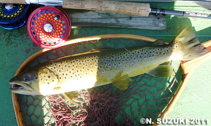 Norio Suzuki Brown Trout