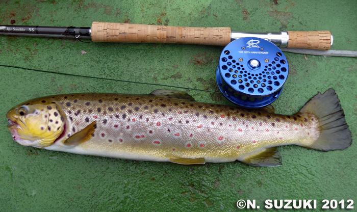 Norio Suzuki Brown Trout