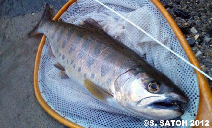 Shigeru Satoh Yamame Trout