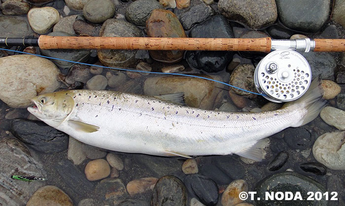 Takuo Noda Atlantic Salmon