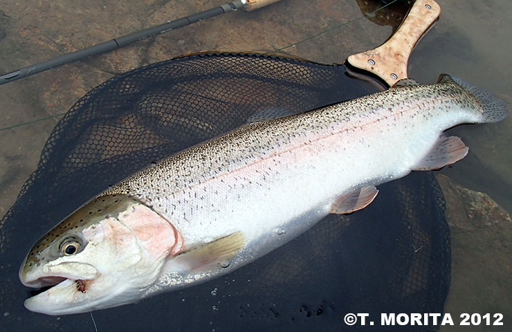 Takahiro Morita Rainbow Trout