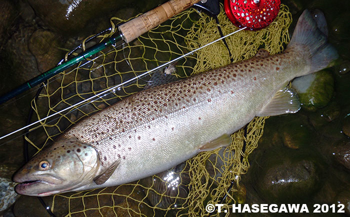 Toshiya Hasegawa Brown Trout