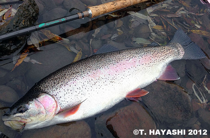 Tsuyoshi Hayashi Rainbow Trout