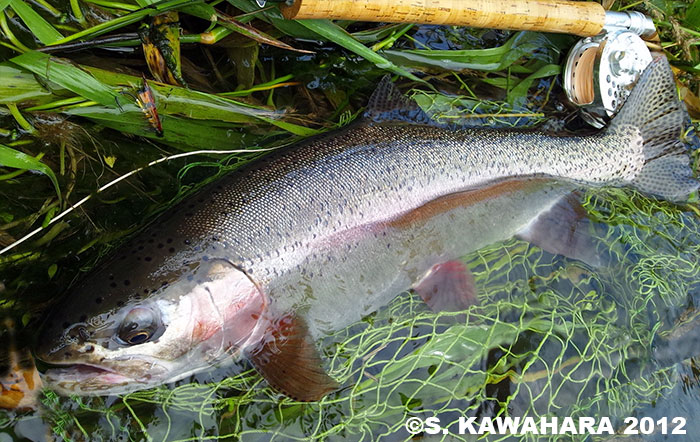 Shinya Kawahara Rainbow Trout