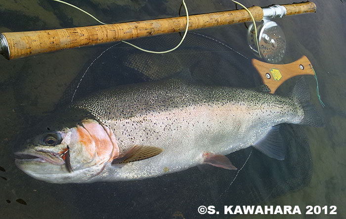 Shinya Kawahara Rainbow Trout