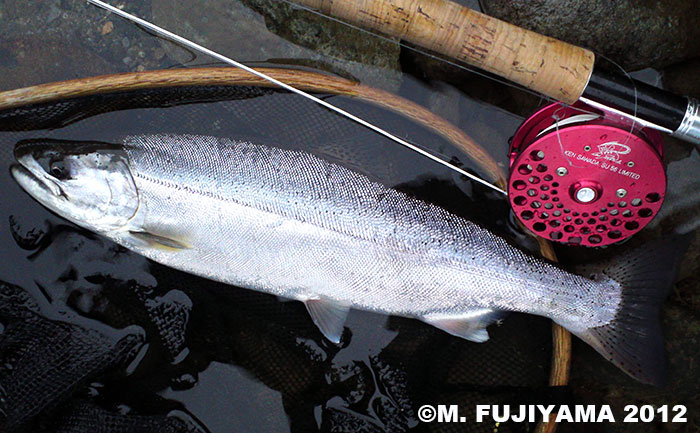 Masaki Fujiyama Yamame Trout