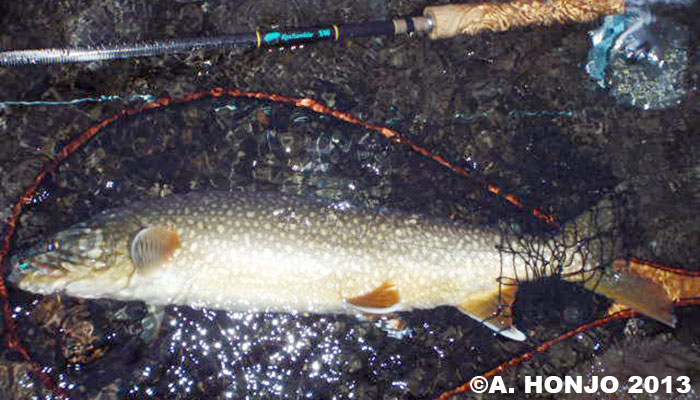 Akira Honjo Lake Trout