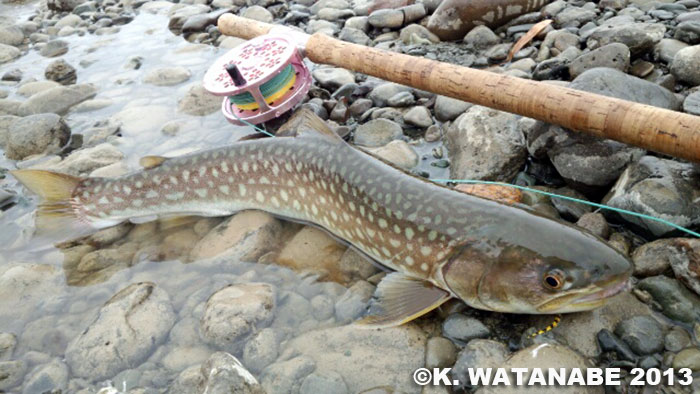 Kunihiro Watanabe White-Spotted Char