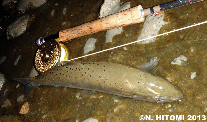 Norio Hitomi Yamame Trout