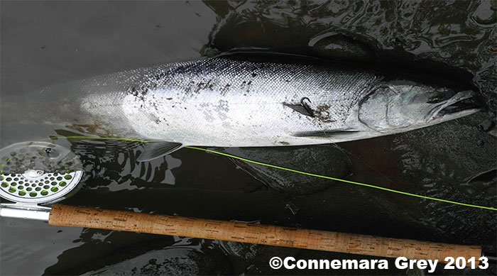 Connemara Grey Yamame Trout