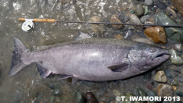 Takashi Iwamori Chinook Salmon