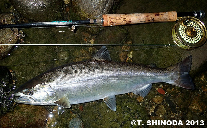 Tomiyuki Shinoda Yamame Trout