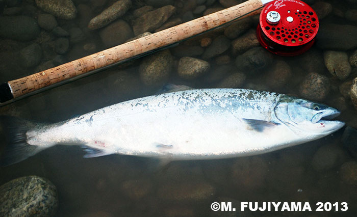 Masaki Fujiyama Cherry Salmon