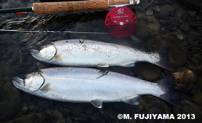 Masaki Fujiyama Yamame Trout