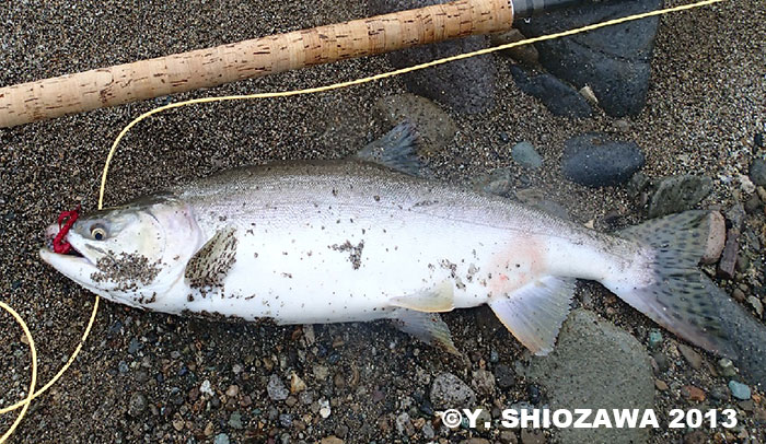 Yasuhiro Shiozawa Pink and Chum Salmon