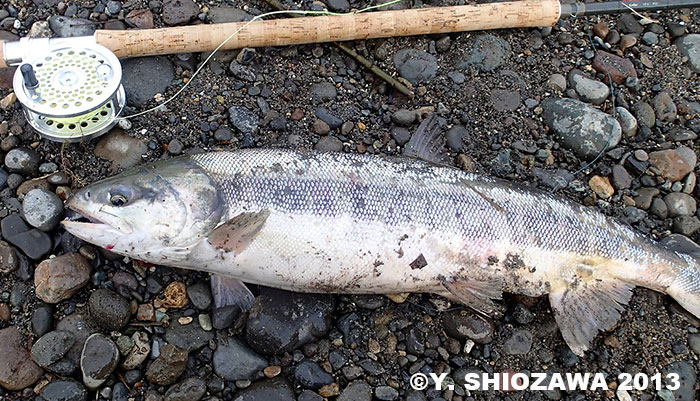 Yasuhiro Shiozawa Chum Salmon