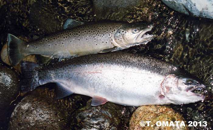 Takayuki Omata Rainbow and Brown Trout