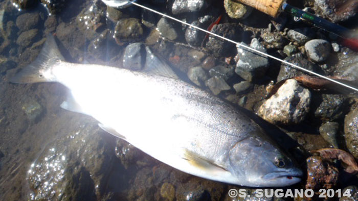 Seiji Sugano Yamame Trout