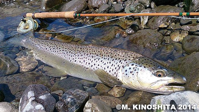 Masatoshi Kinoshita Brown Trout