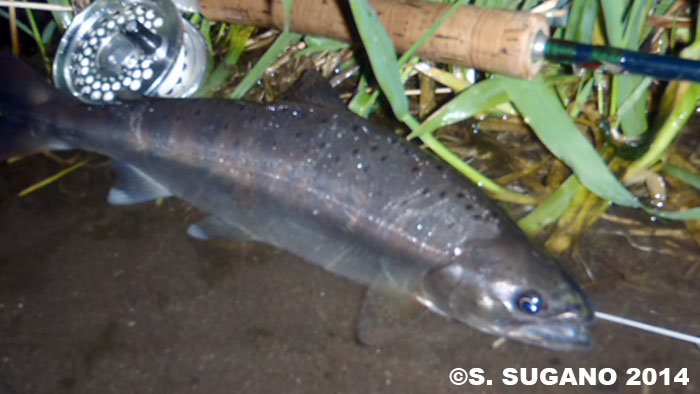 Seiji Sugano Yamame Trout