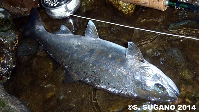 Seiji Sugano Amago Trout