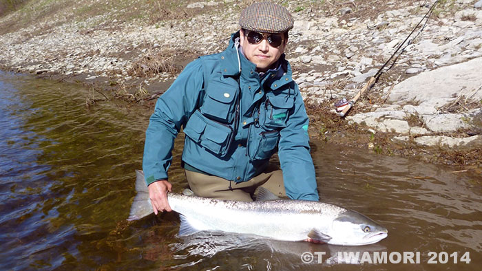 Takashi Iwamori Atlantic Salmon