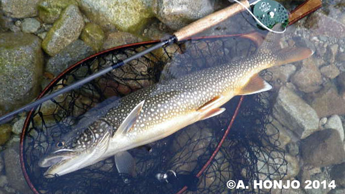 Akira Honjo Lake Trout