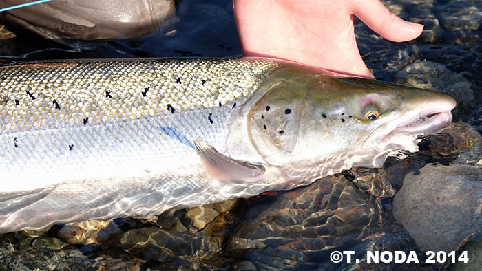 Takuo Noda Atlantic Salmon