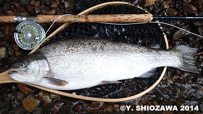 Yasuhiro Shiozawa Rainbow Trout