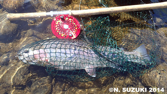 Norio Suzuki Rainbow Trout