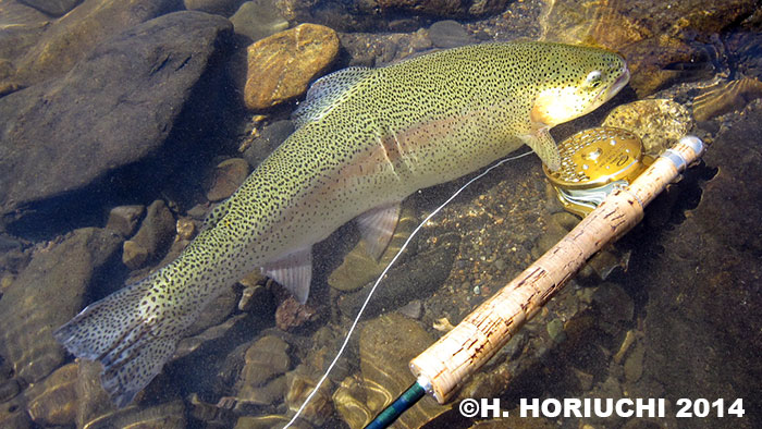 Hideyuki Horiuchi Brown trout & Rainbow Trout