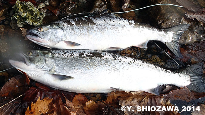 Yasuhiro Shiozawa Cherry Salmon