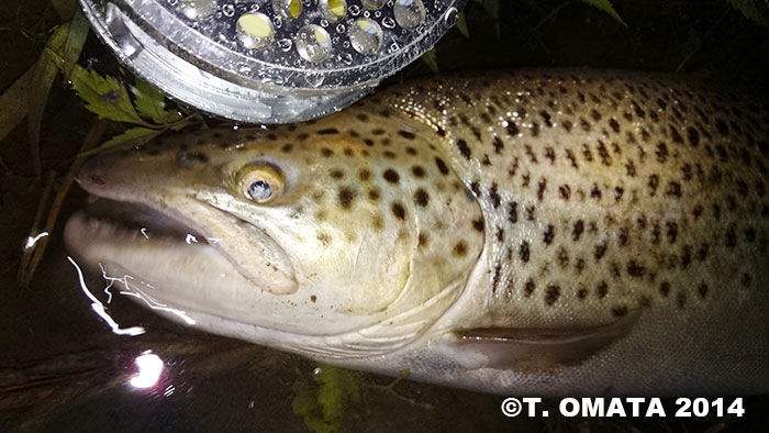 Takayuki Omata Rainbow and Brown Trout