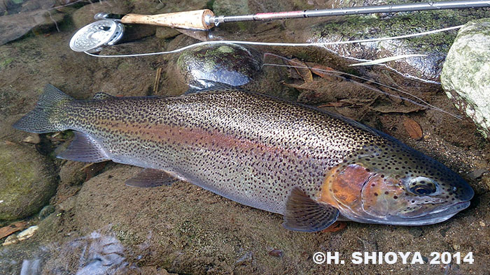 Hidetaka Shioya Rainbow Trout