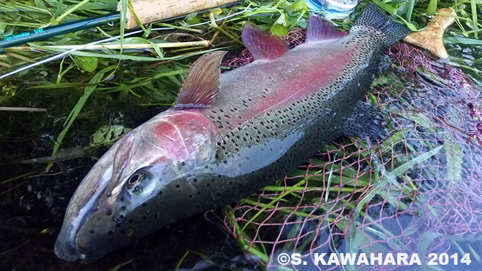 Shinya Kawahara Rainbow Trout