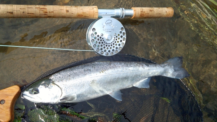 Hideyuki Horiuchi Yamame trout