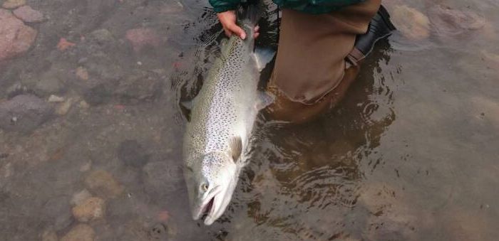 Takaaki Isoura Brown trout