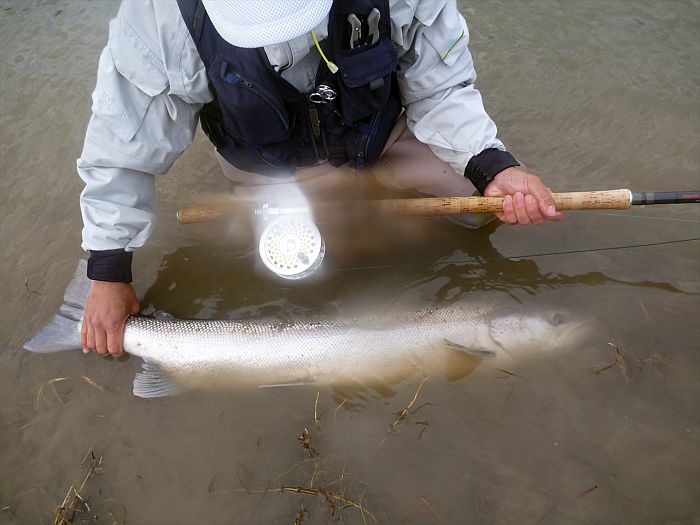 Takashi Andou Atlantic Salmon