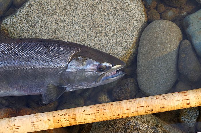 Takeshi Nonomura Cherry Salmon