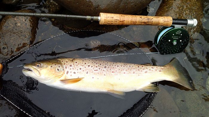 Hideyuki Horiuchi Brown trout