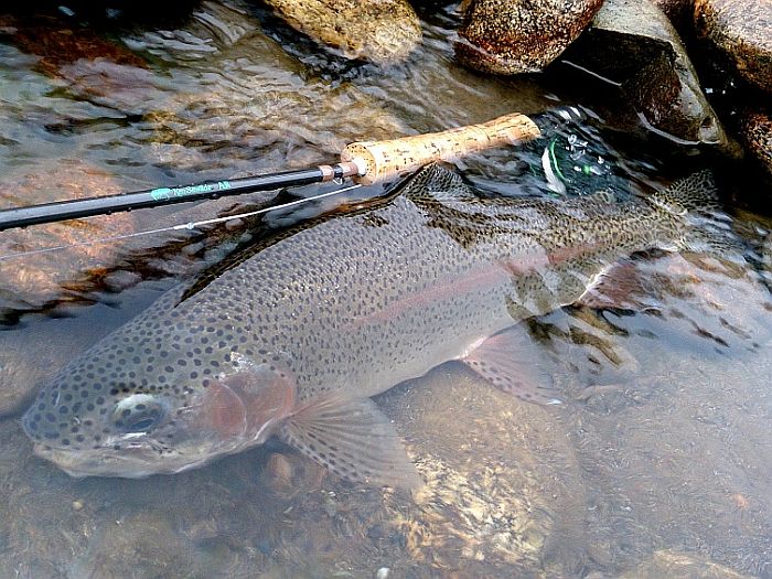 Hidetaka Shioya Rainbow Trout