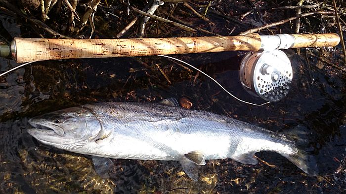 Masakazu Takahashi Cherry Salmon