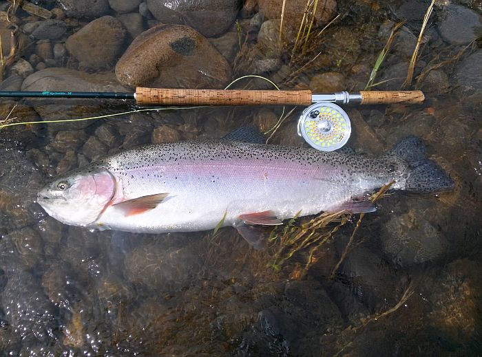 Tomonori Kosaka Rainbow Trout