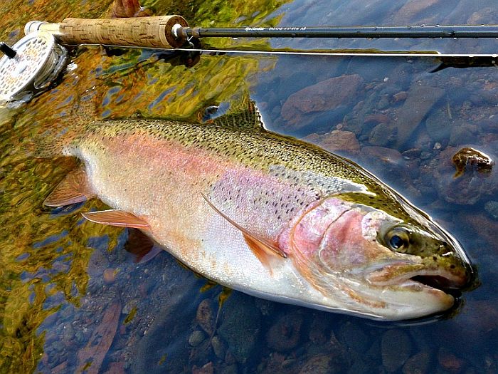 Hidetaka Shioya Rainbow Trout