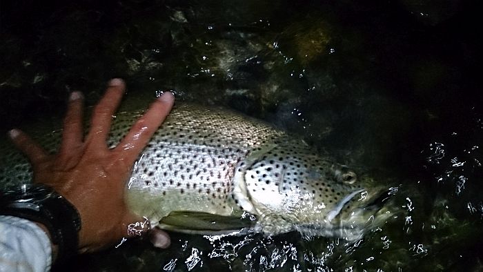 Masatoshi Kinoshita Brown trout 