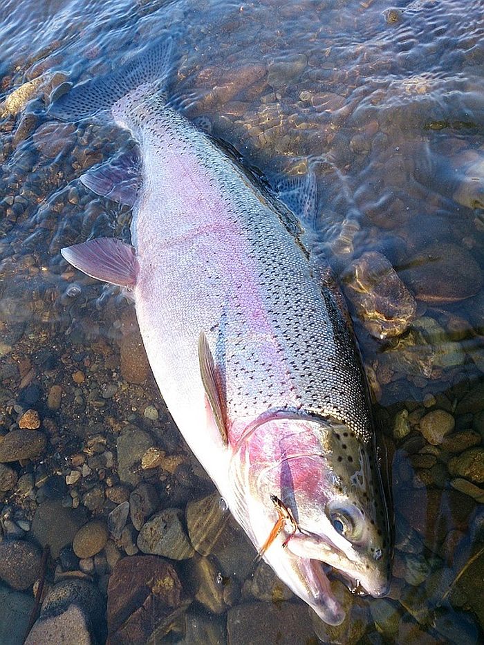 Hidetaka Shioya Rainbow Trout