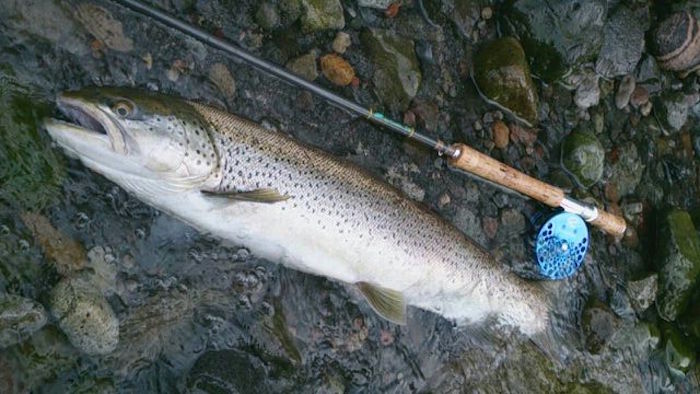 Takayuki Kamata Brown Trout