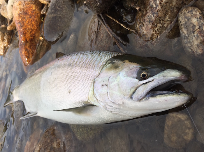 Takeshi Tezuka Cherry salmon